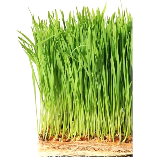 Green Wheat Grass - Direction: As Suggested