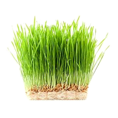 Gachwala Wheat Grass