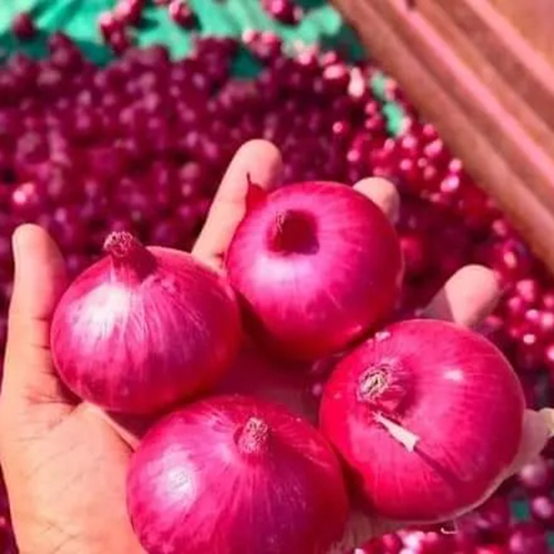 Fresh Red Onion - Moisture (%): 5% - 10%