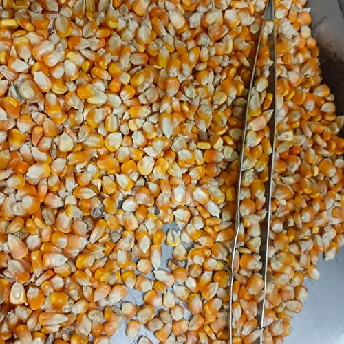 Dry Corn Seeds - Cultivation Type: Common