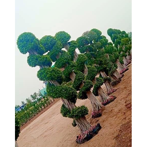 Chinese Ficus Microcarpa Model Tree
