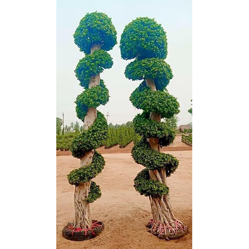 Chinese Ficus Microcarpa Model Tree - Color: Different Available