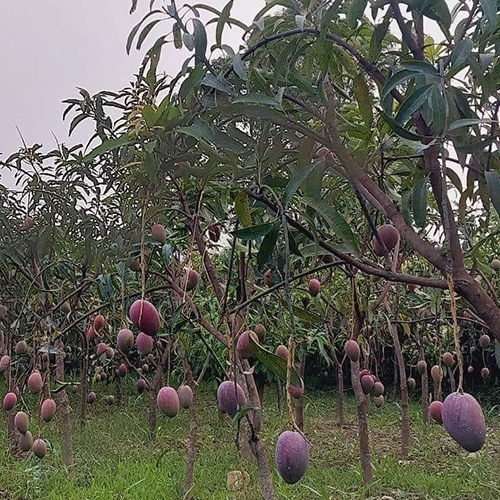 Miyazaki Mango Tree - Color: Different Available