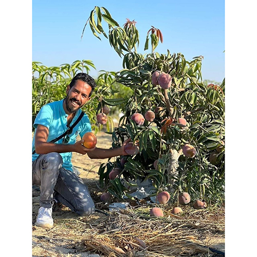 Miyazaki Mango Tree - Color: Different Available