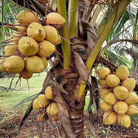 Malaysian Dwarf Coconut Tree