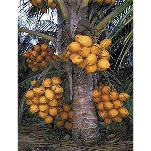Malaysian Dwarf Coconut Tree - Color: Different Available