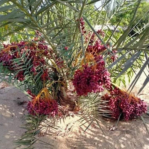 Medjool Dates Palm Tree