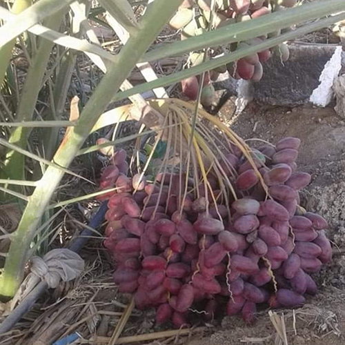 Medjool Dates Palm Tree - Color: Different Available
