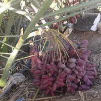 Medjool Dates Palm Tree