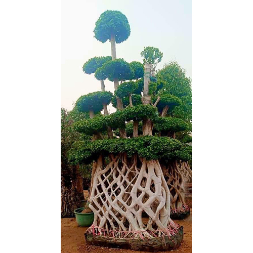 Chinese Ficus Microcarpa Bonsai