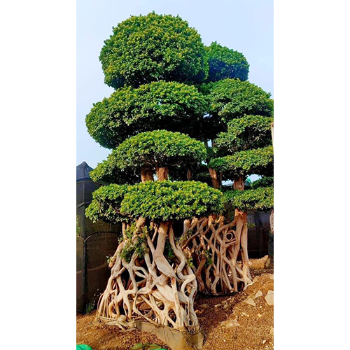 Chinese Ficus Microcarpa Bonsai - Color: Different Available
