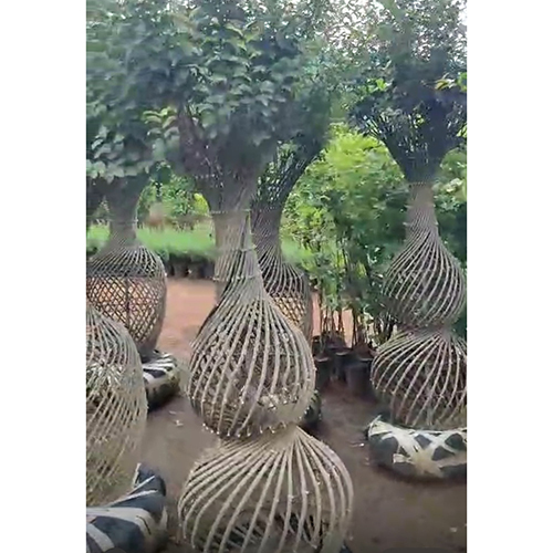 Decorative Indoor Tree