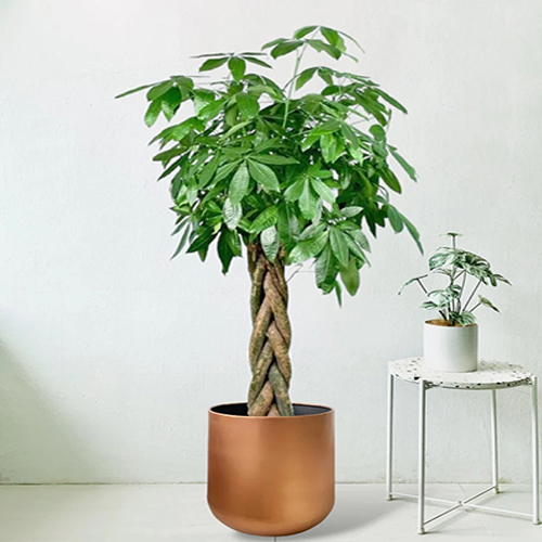 Pachira Money Tree