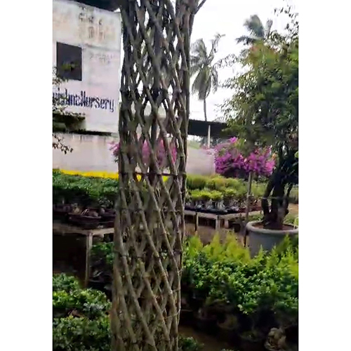 Imported Designer Tree