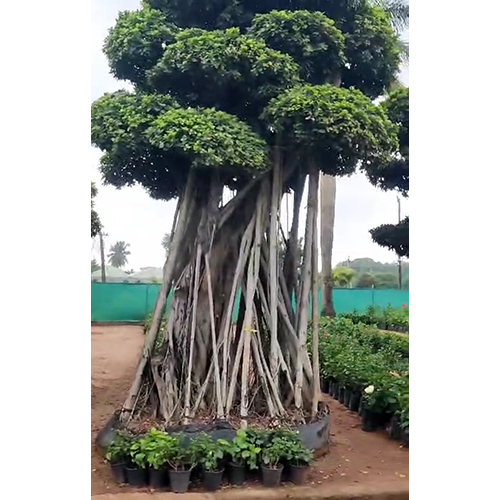 Chinese Big Bonsai