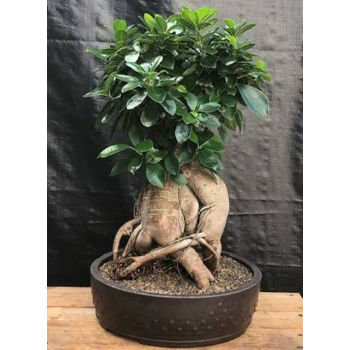 Imported Ficus Microcharpa Bonsai