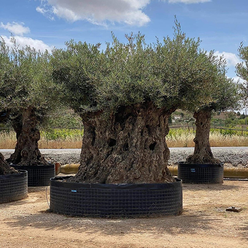 Italian Olive Tree Bonsai - Color: Different Available