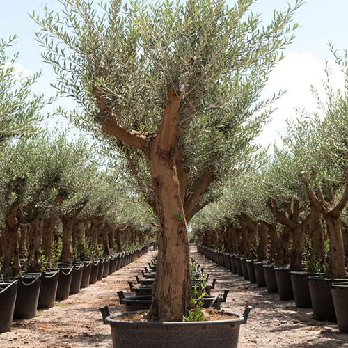 Italian Olive Tree