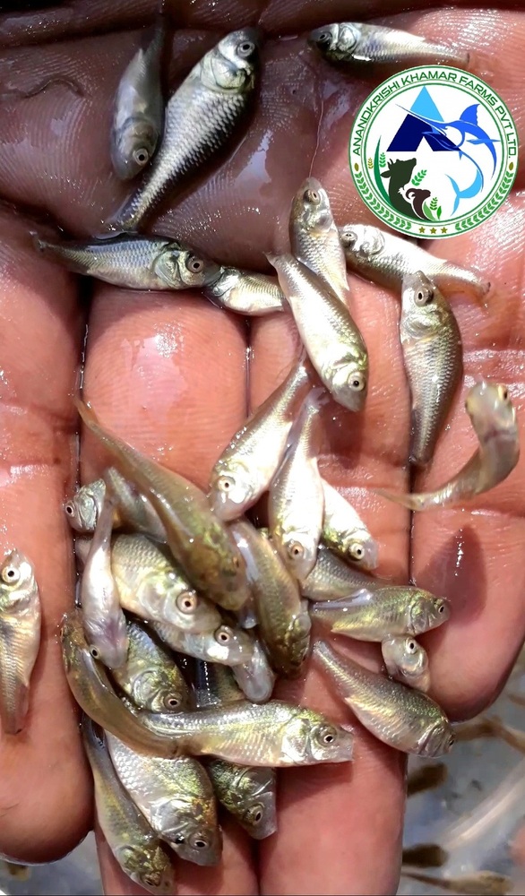 Amur Common Carp Fish Seeds