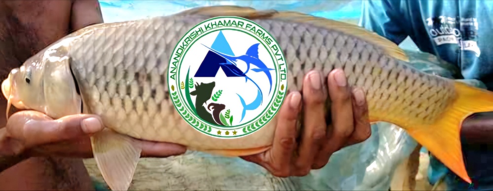 Amur Common Carp Fish Seeds