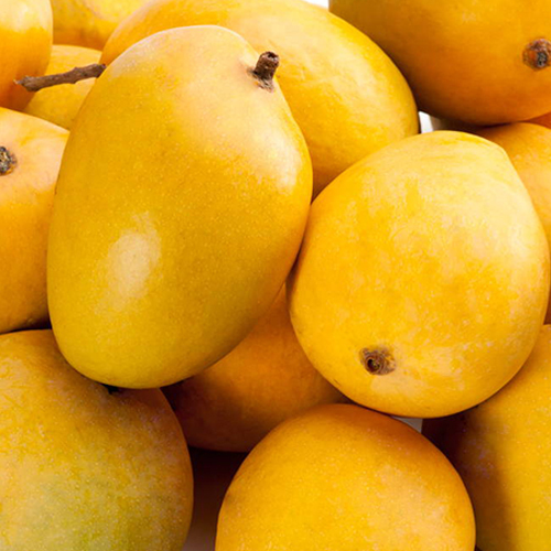 Fresh Mango Fruits - Color: Yellow