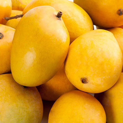 Fresh Mango - Whole, Yellow Color, Naturally Shaped | Organic Cultivation, Sweet Taste, Nutrient-Rich Superfruit