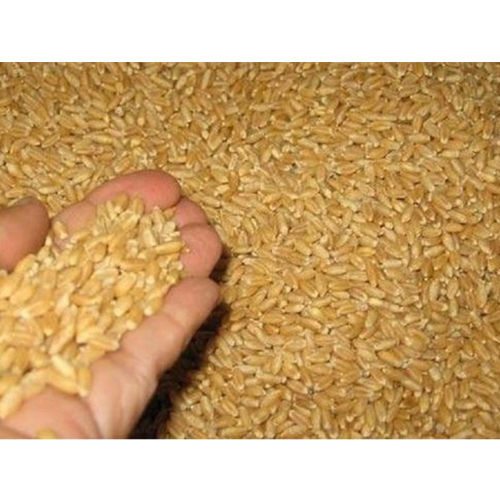 Brown Wheat - Cultivation Type: Organic