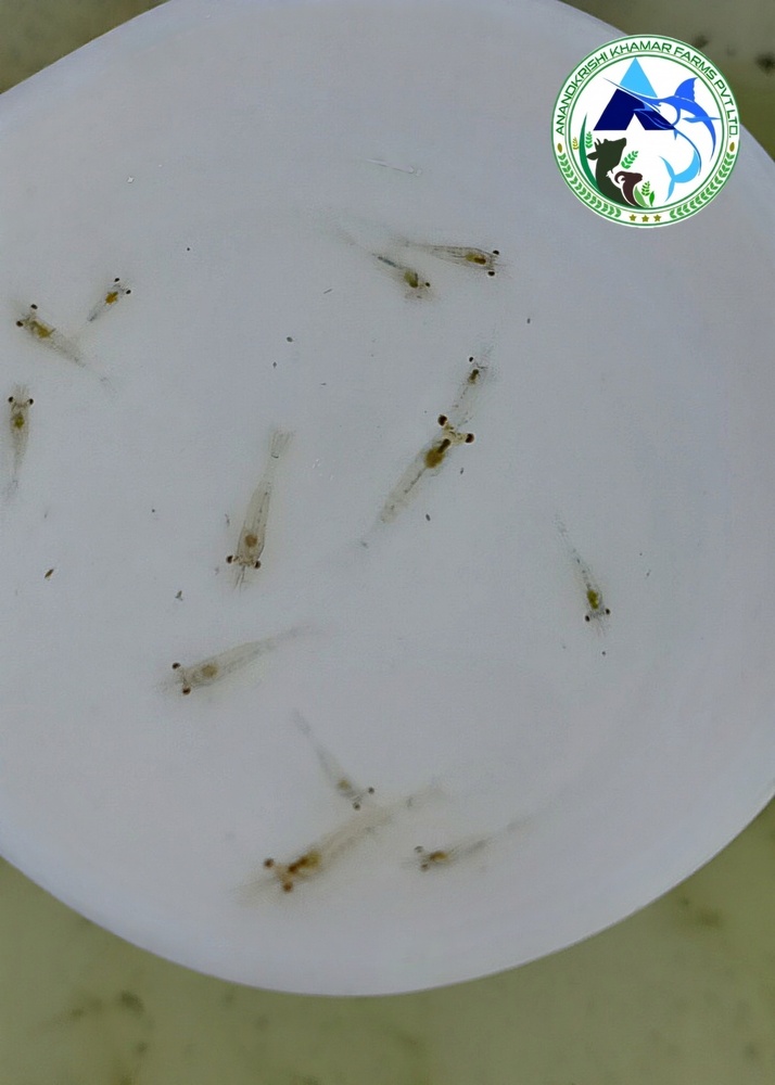 Scampi Fish Seed - Fish Seed Material, 0.25 Inch Dimensions, Whitish Color - Fast Growth Rate, Ideal For Sustainable Aquaculture & Culinary Delights