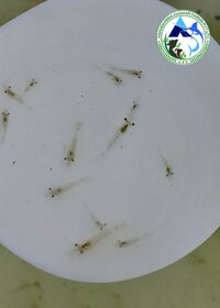 Scampi Fish Seed