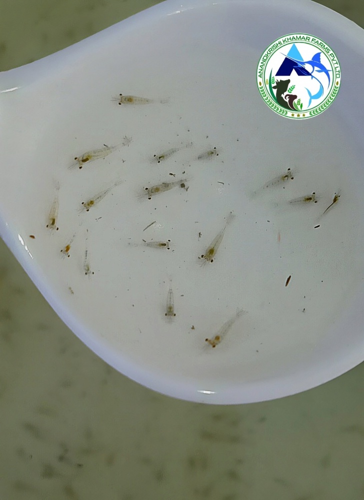 Scampi Fish Seed - Fish Seed Material, 0.25 Inch Dimensions, Whitish Color - Fast Growth Rate, Ideal For Sustainable Aquaculture & Culinary Delights