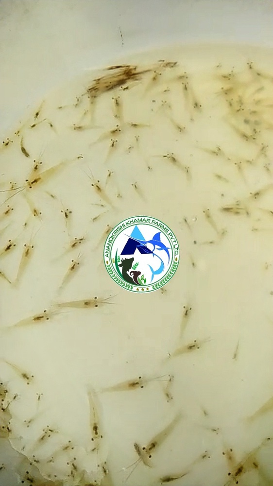 Scampi Fish Seed - Fish Seed Material, 0.25 Inch Dimensions, Whitish Color - Fast Growth Rate, Ideal For Sustainable Aquaculture & Culinary Delights