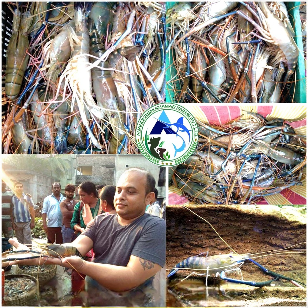 Scampi Fish Seed - Fish Seed Material, 0.25 Inch Dimensions, Whitish Color - Fast Growth Rate, Ideal For Sustainable Aquaculture & Culinary Delights