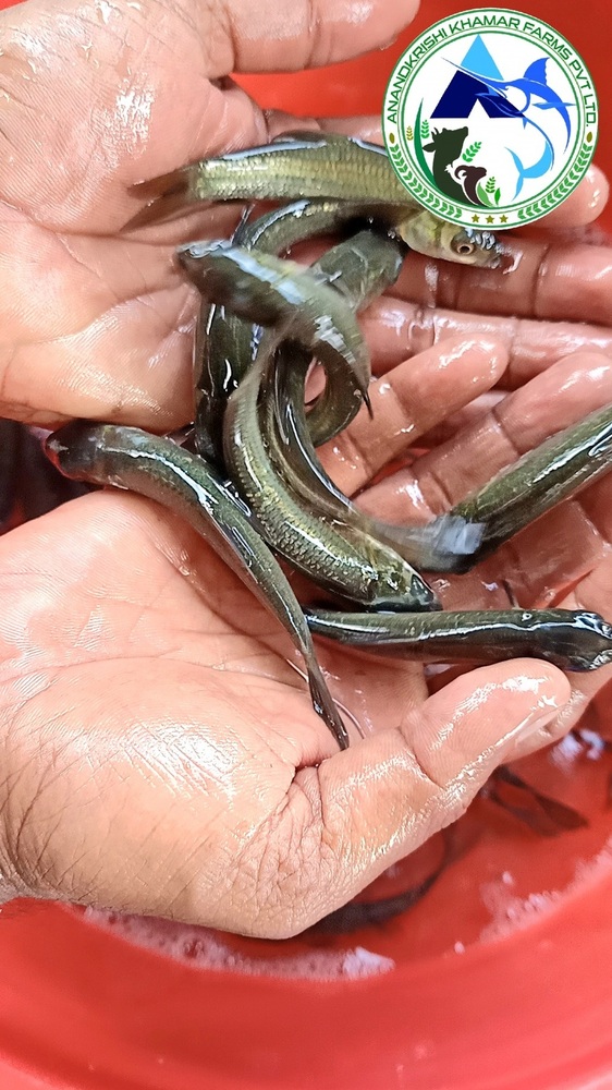 Black Carp Fish Seed