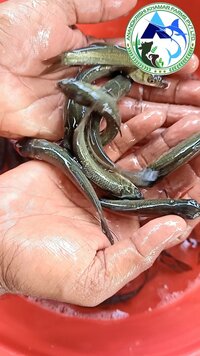 Black Carp Fish Seed