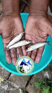 Black Carp Fish Seed