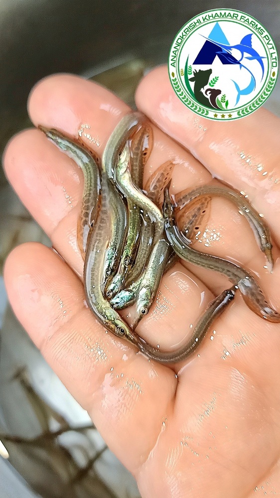 Guchi Baim Fish Seed - Fish Seed, 1-1.5 Inch, Blackish Yellow | Fast Growth Rate, Ideal For Freshwater Ecosystems