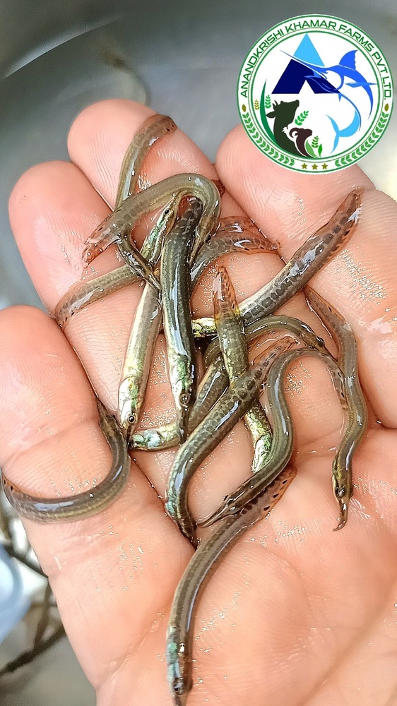 Guchi Baim Fish Seed - Fish Seed, 1-1.5 Inch, Blackish Yellow | Fast Growth Rate, Ideal For Freshwater Ecosystems