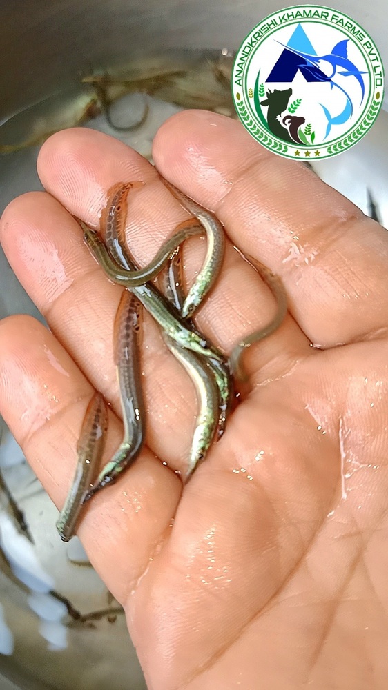 Guchi Baim Fish Seed - Fish Seed, 1-1.5 Inch, Blackish Yellow | Fast Growth Rate, Ideal For Freshwater Ecosystems