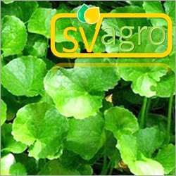 Centella Asiatica Extract - 100% Pure Brown Powder | Standardized for 50% Asiaticosides, Easy to Consume, Water Soluble, Long Shelf Life