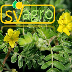  ट्रिबुलस टेरेस्ट्रिस शुद्धता (%): 100%