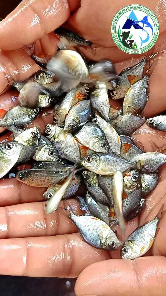 Roopchanda Fish Seed