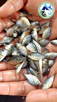 Roopchanda Fish Seed - Fish Seed Material, 1-1.5 Inch Size, Reddish White Color - Fast Growth Rate, Rich In Protein And Omega-3 Fatty Acids