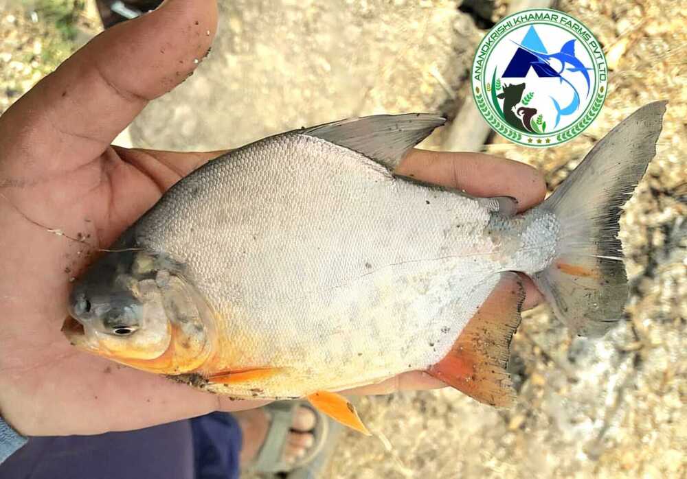 Roopchanda Fish Seed