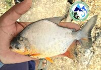 Roopchanda Fish Seed