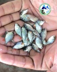 Roopchanda Fish Seed