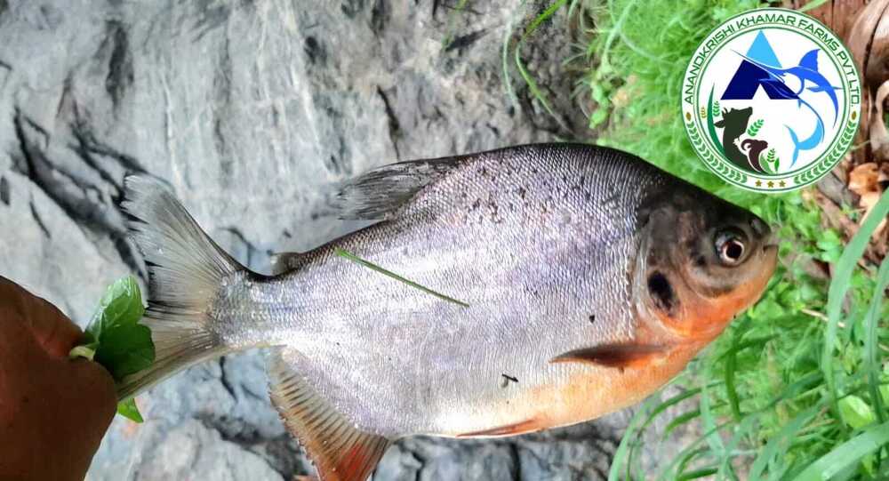 Roopchanda Fish Seed