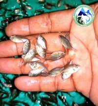 Roopchanda Fish Seed