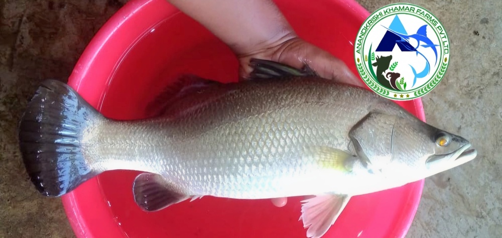 Sea Bass Fish Seed