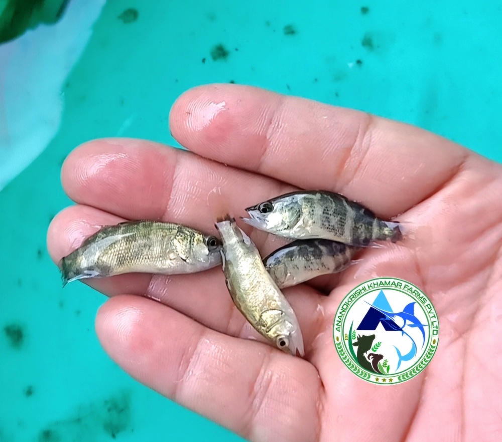 Sea Bass Fish Seed