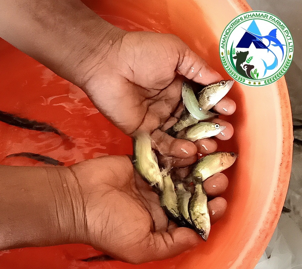 Sea Bass Fish Seed